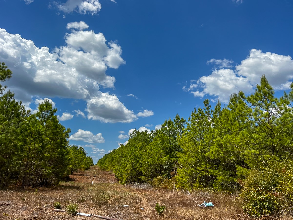00 Off Lost Indian Camp Road Property Photo 16