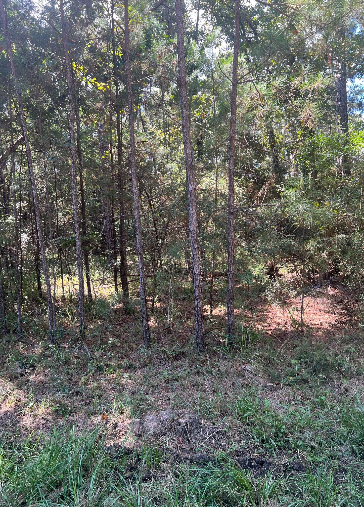 24405 Oakmont Street Property Photo 6