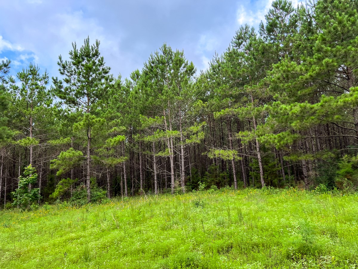 000 Fm 1725 Property Photo 16