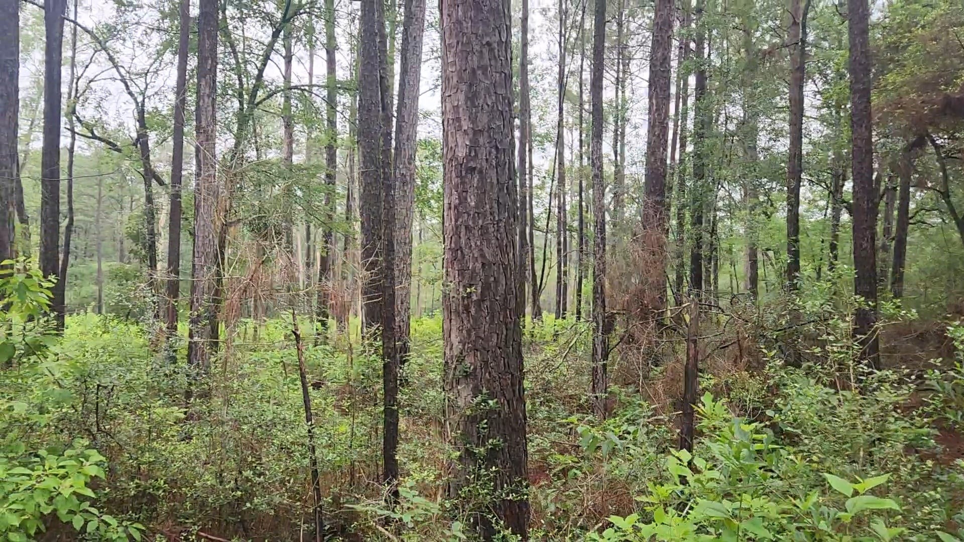 Lot 33 Gum Tree Lane Property Photo 8