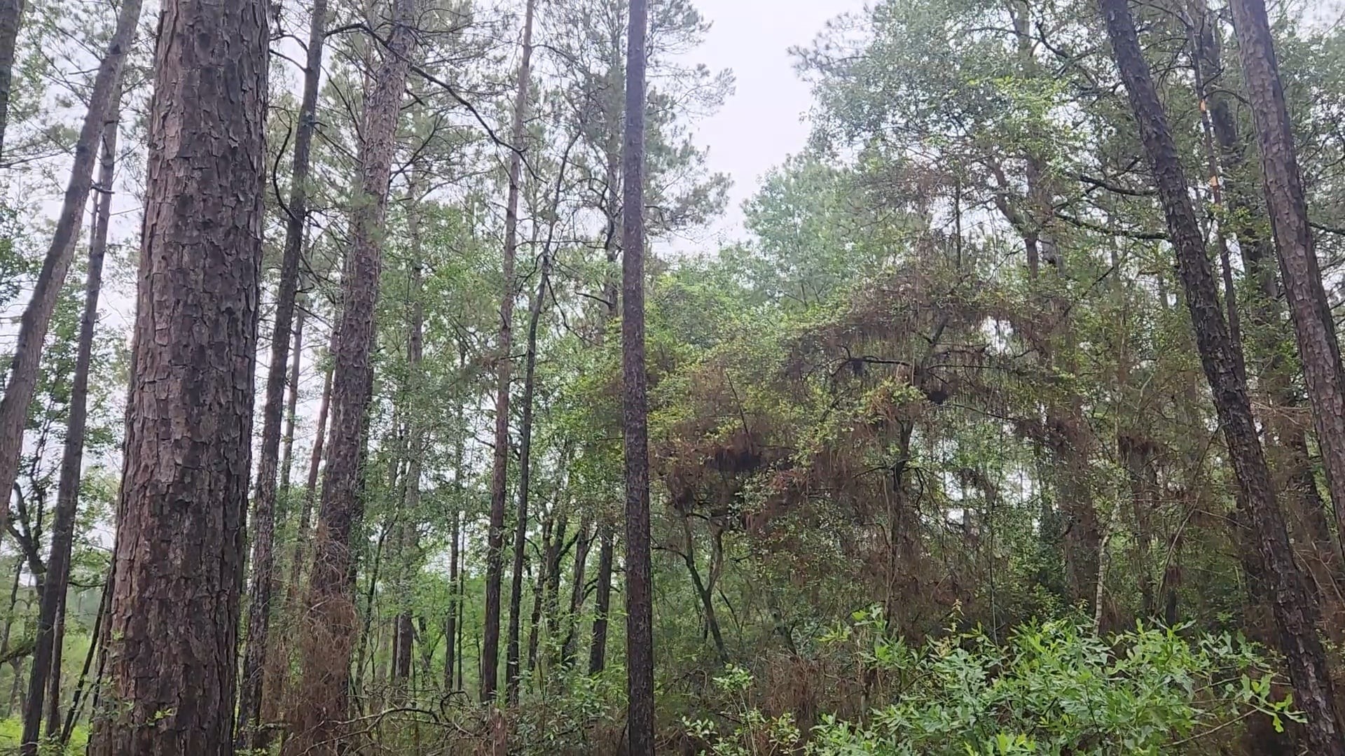 Lot 33 Gum Tree Lane Property Photo 9