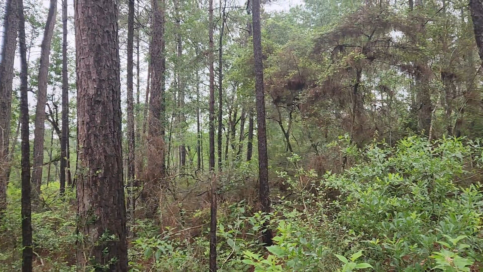Lot 33 Gum Tree Lane Property Photo 11