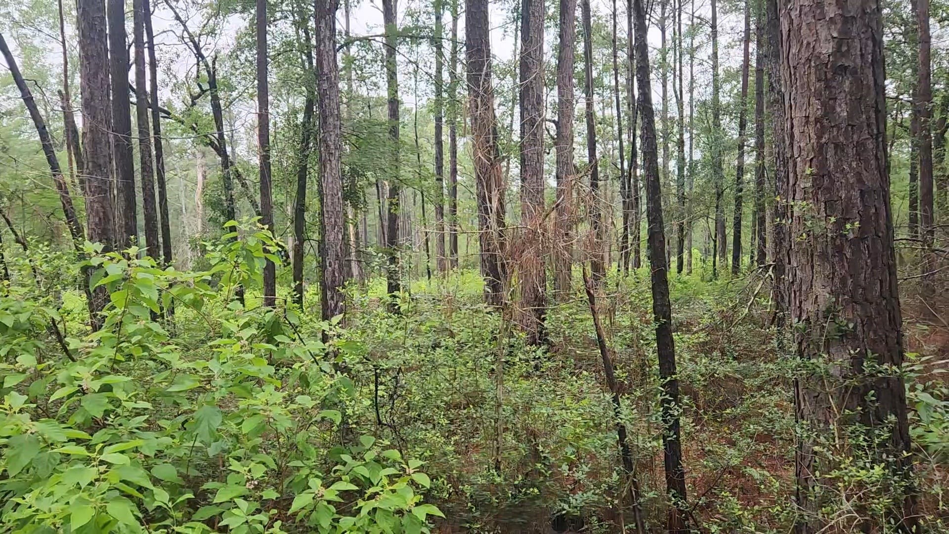 Lot 33 Gum Tree Lane Property Photo 12