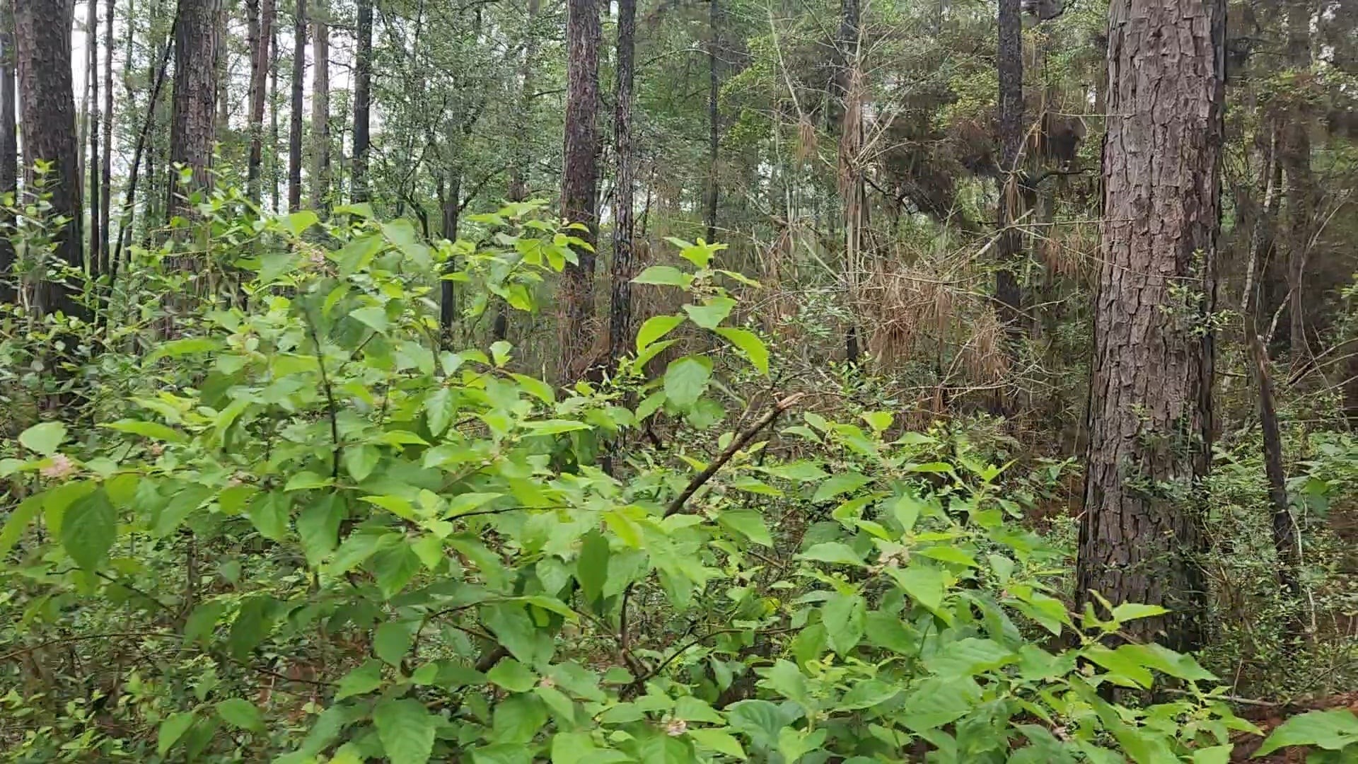 Lot 33 Gum Tree Lane Property Photo 15