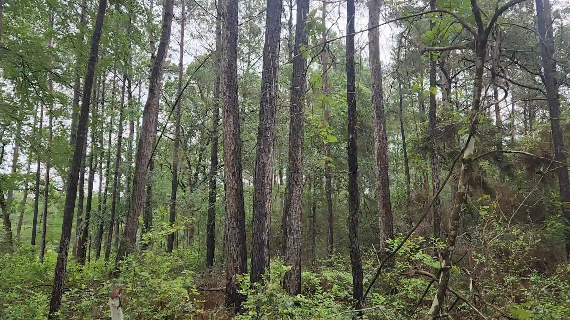 Lot 33 Gum Tree Lane Property Photo 17