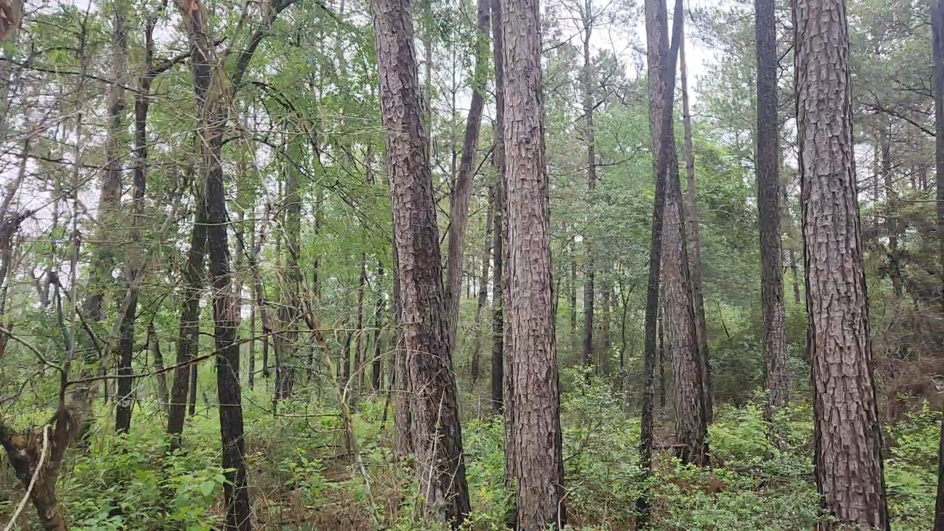 Lot 33 Gum Tree Lane Property Photo 18