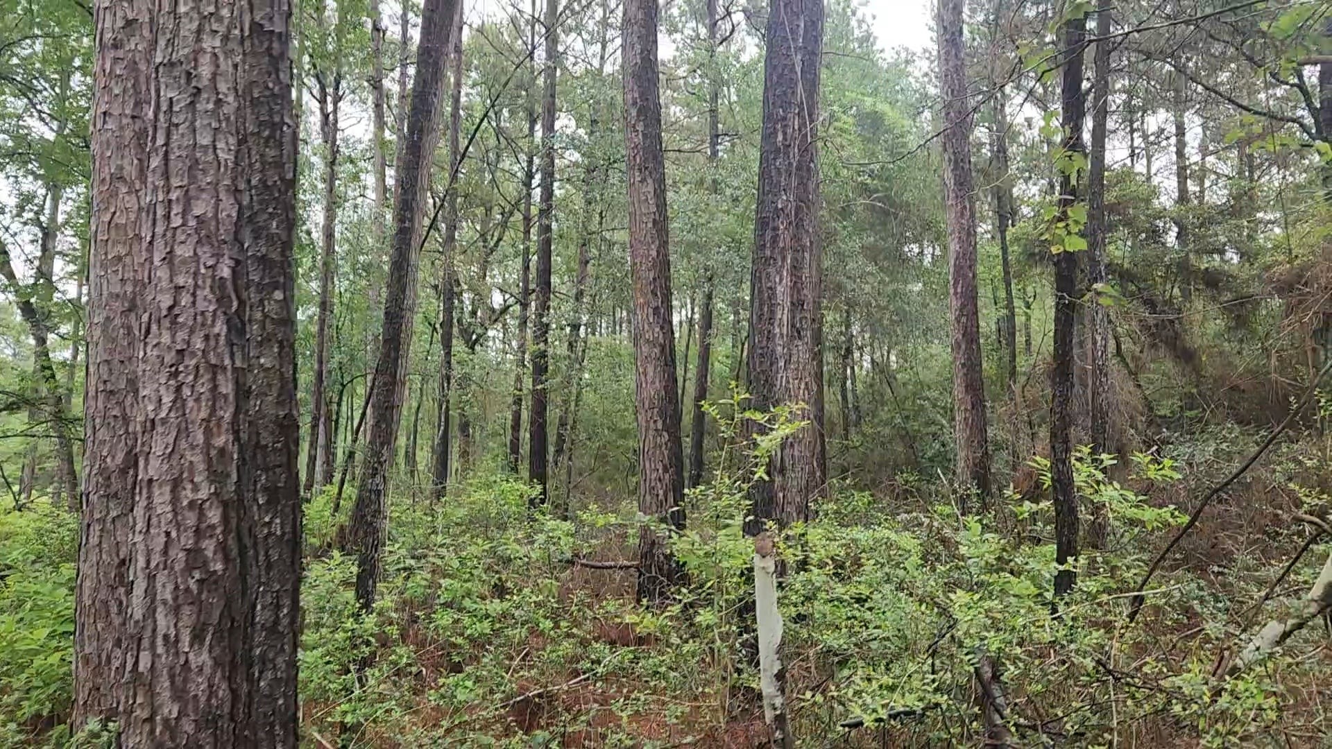 Lot 33 Gum Tree Lane Property Photo 20