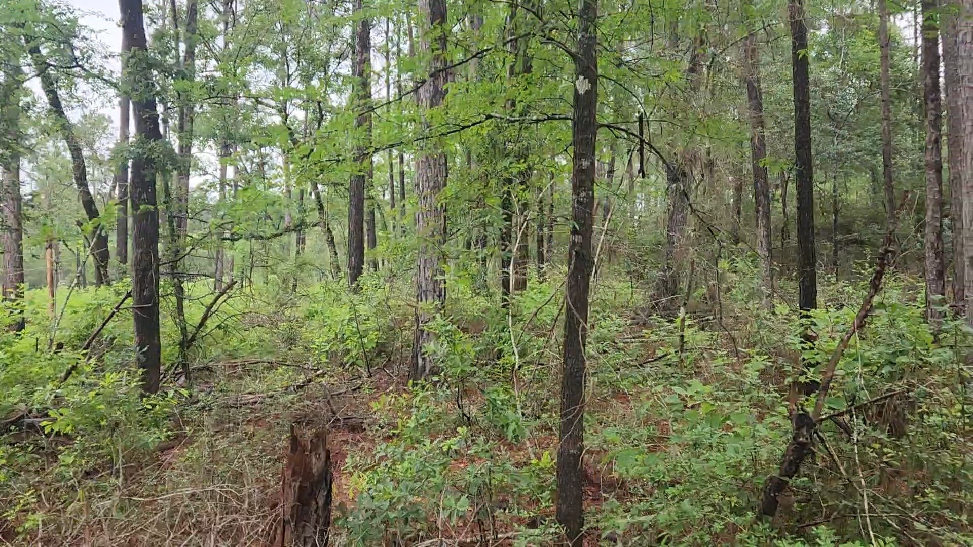 Lot 33 Gum Tree Lane Property Photo 22