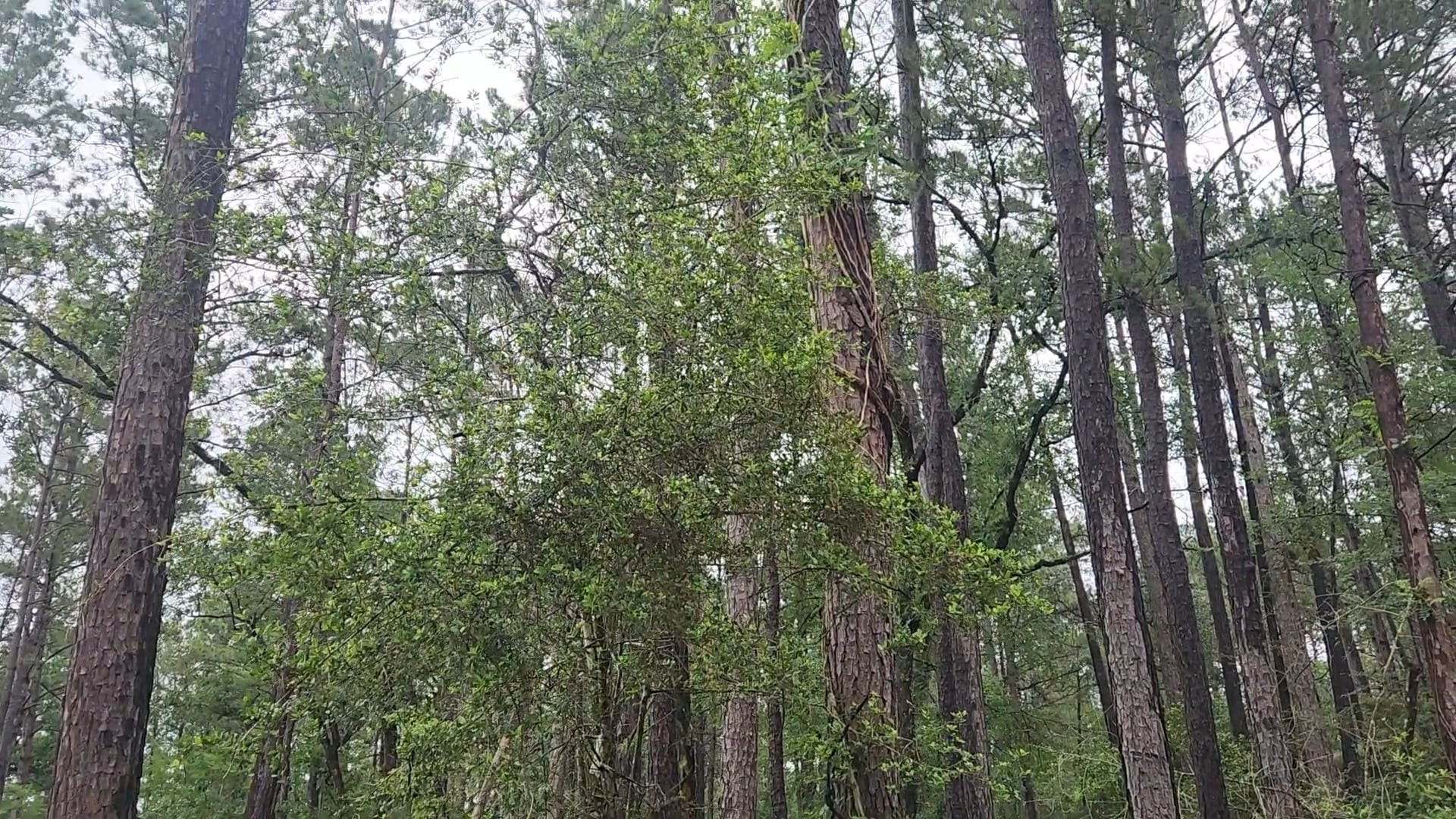 Lot 33 Gum Tree Lane Property Photo 27
