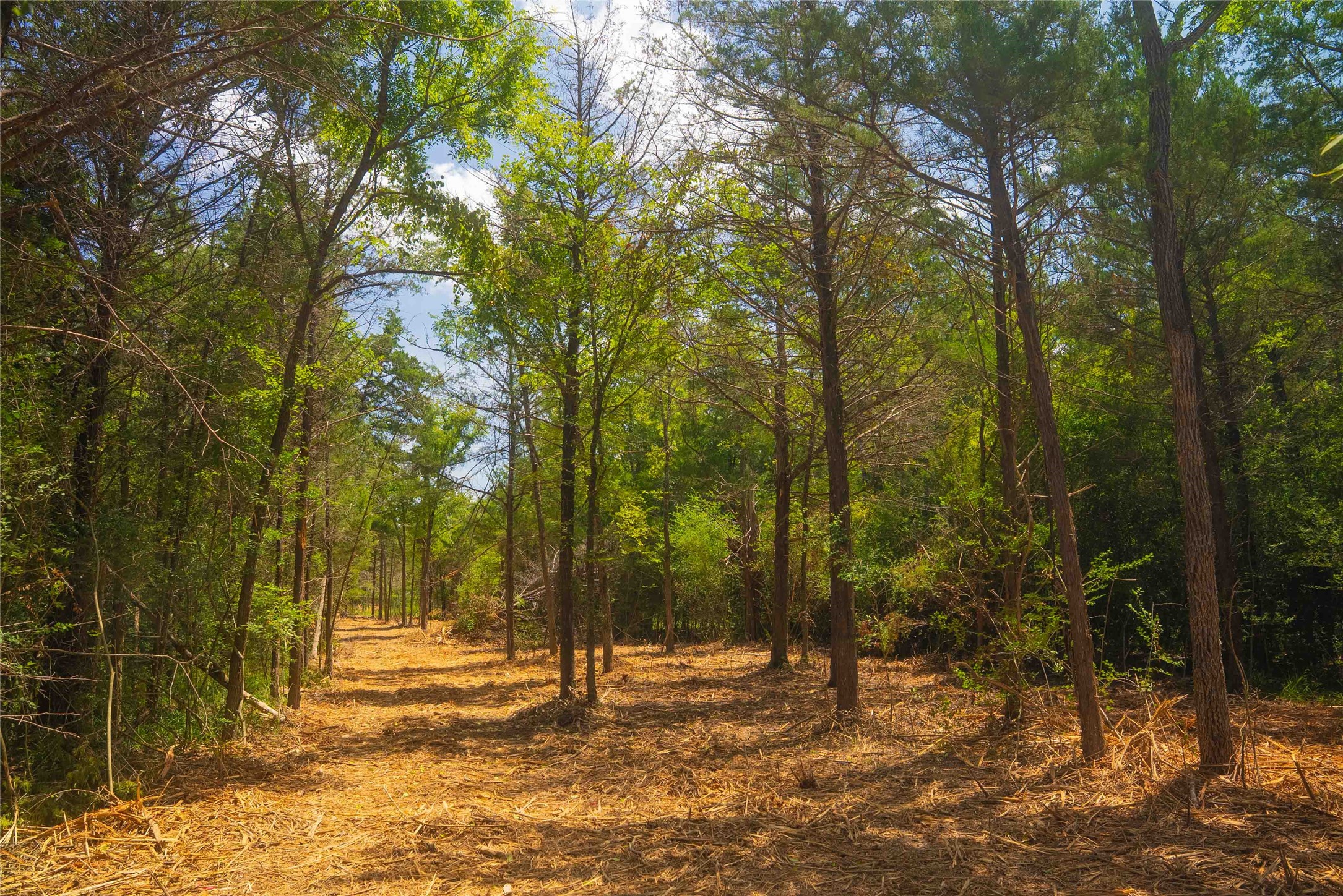 12556 Red Hill Rd Property Photo 4