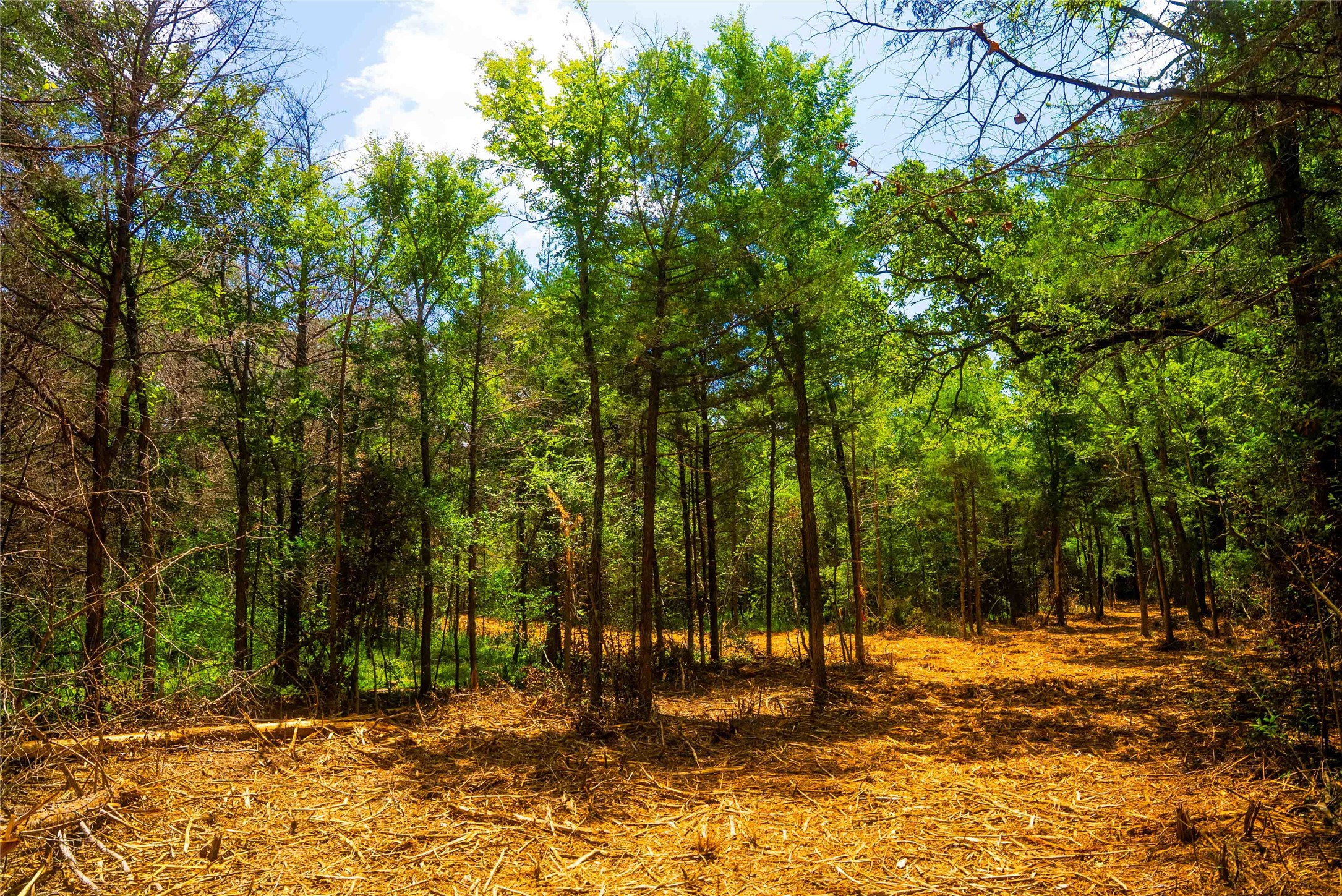 12556 Red Hill Rd Property Photo 6