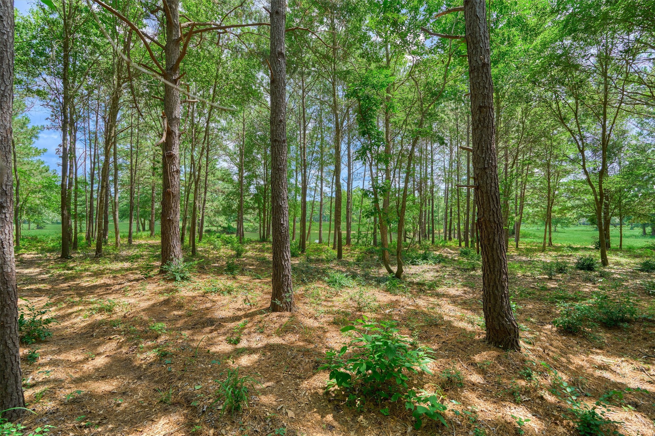 Tract B Sharp View Road Property Photo 7