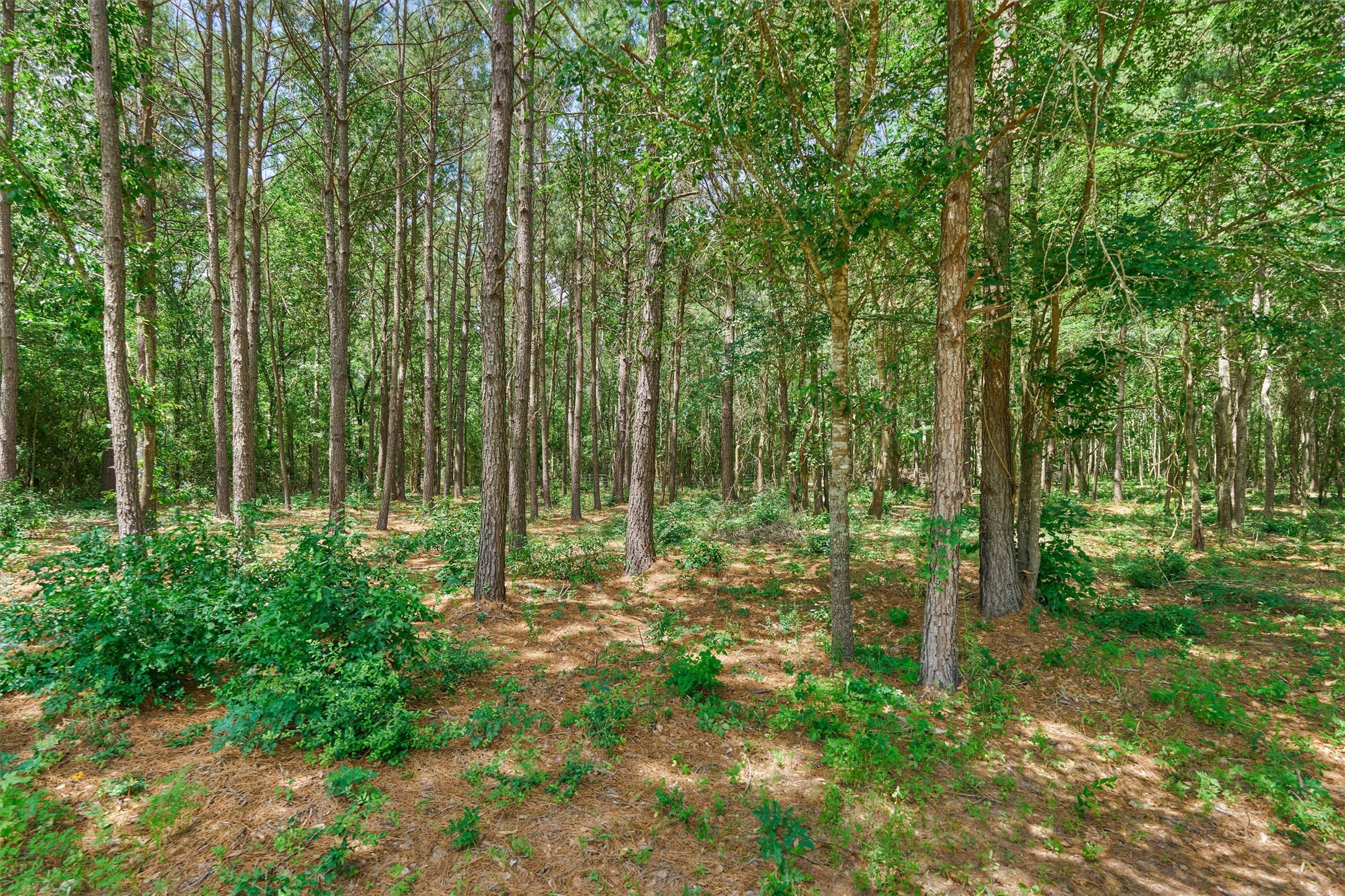 Tract B Sharp View Road Property Photo 9