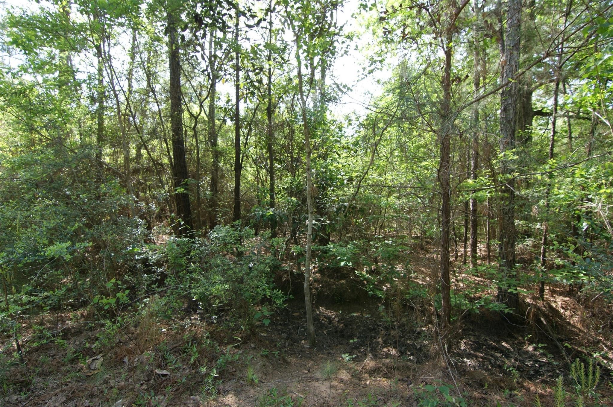 Tbd Roman Forest Blvd Property Photo 3