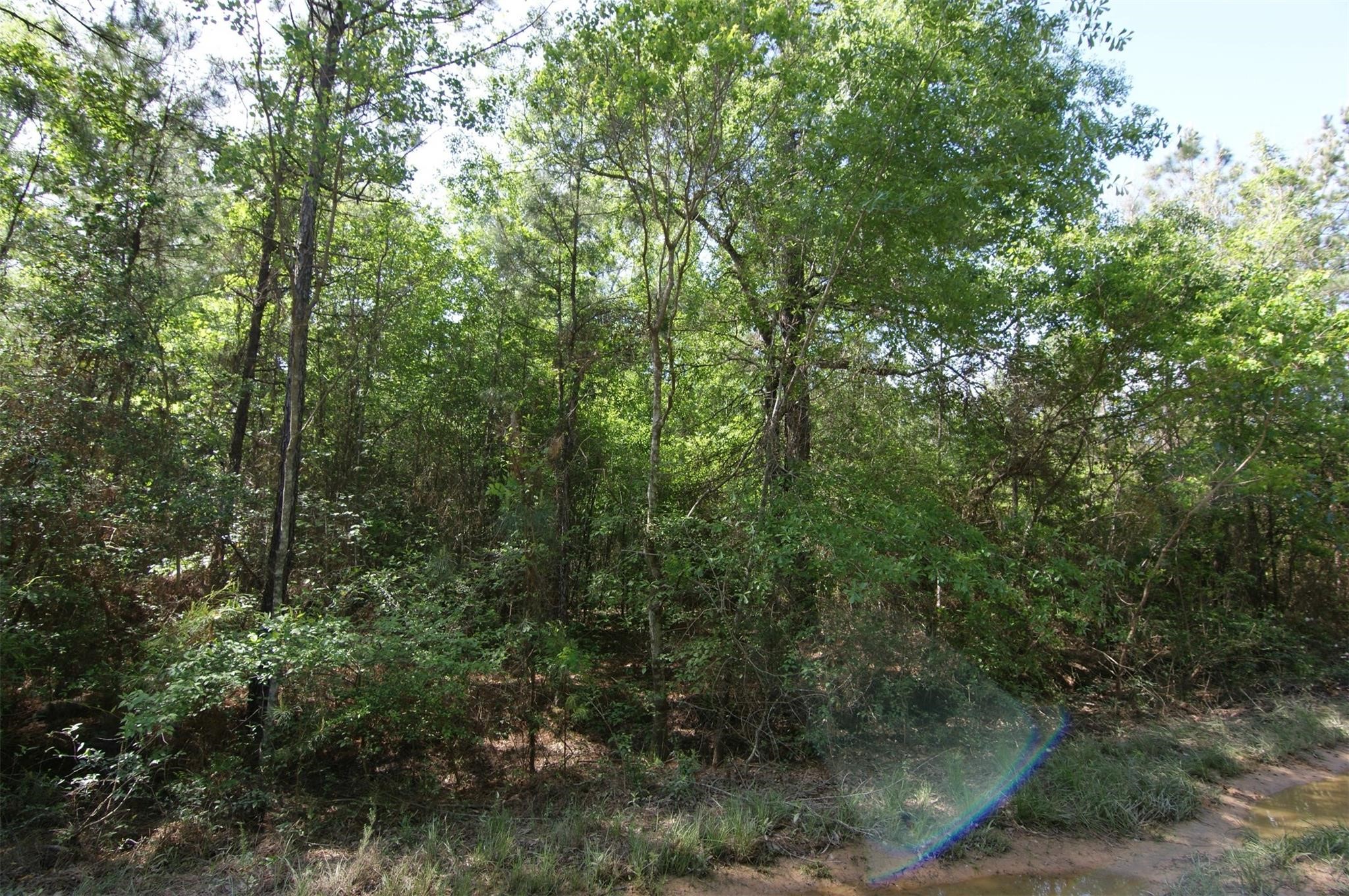 Tbd Roman Forest Blvd Property Photo 5