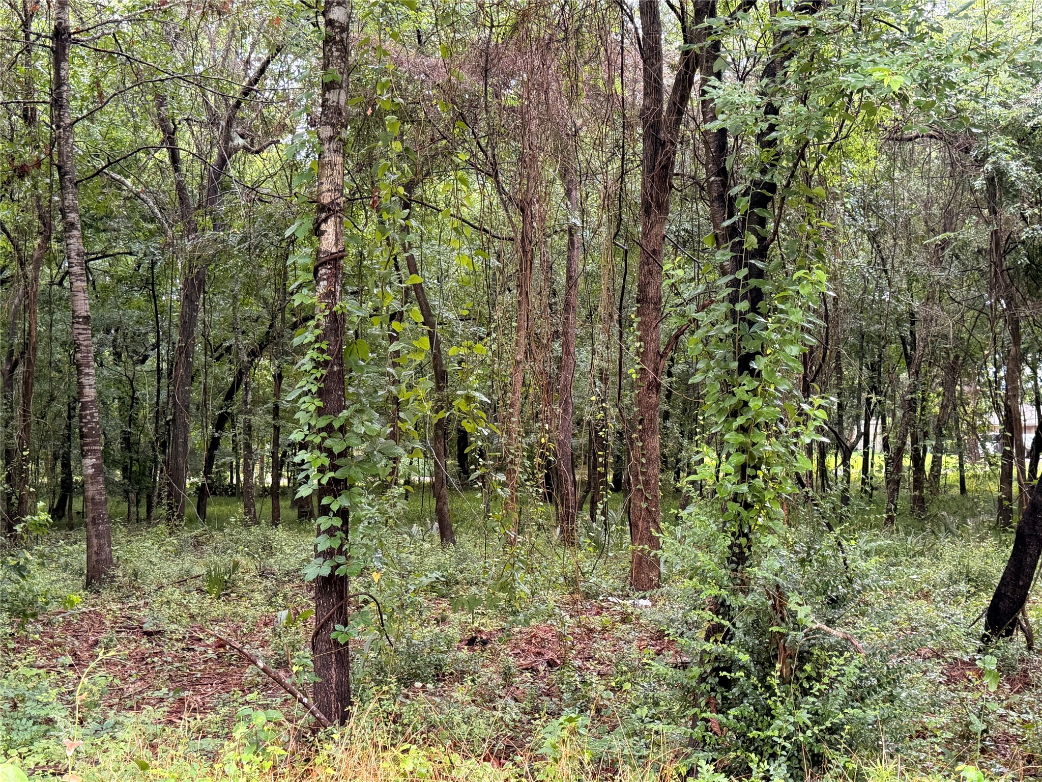 5265 Pecan Tree Lane Property Photo 4