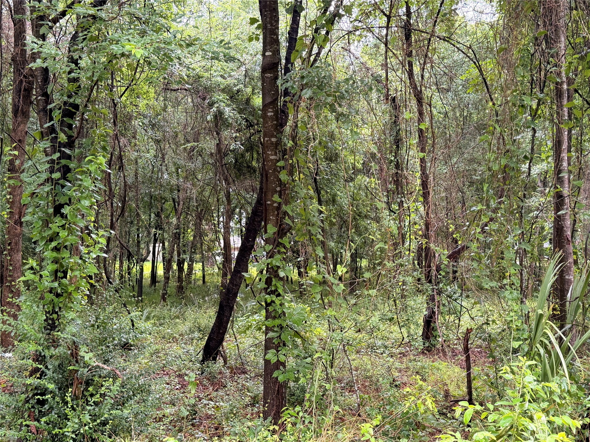 5265 Pecan Tree Lane Property Photo 5