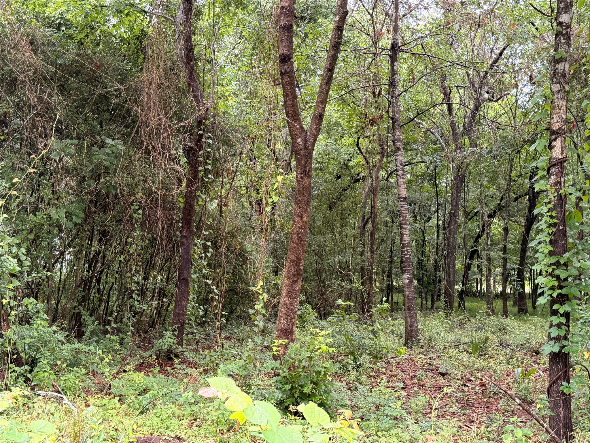 5265 Pecan Tree Lane Property Photo 6