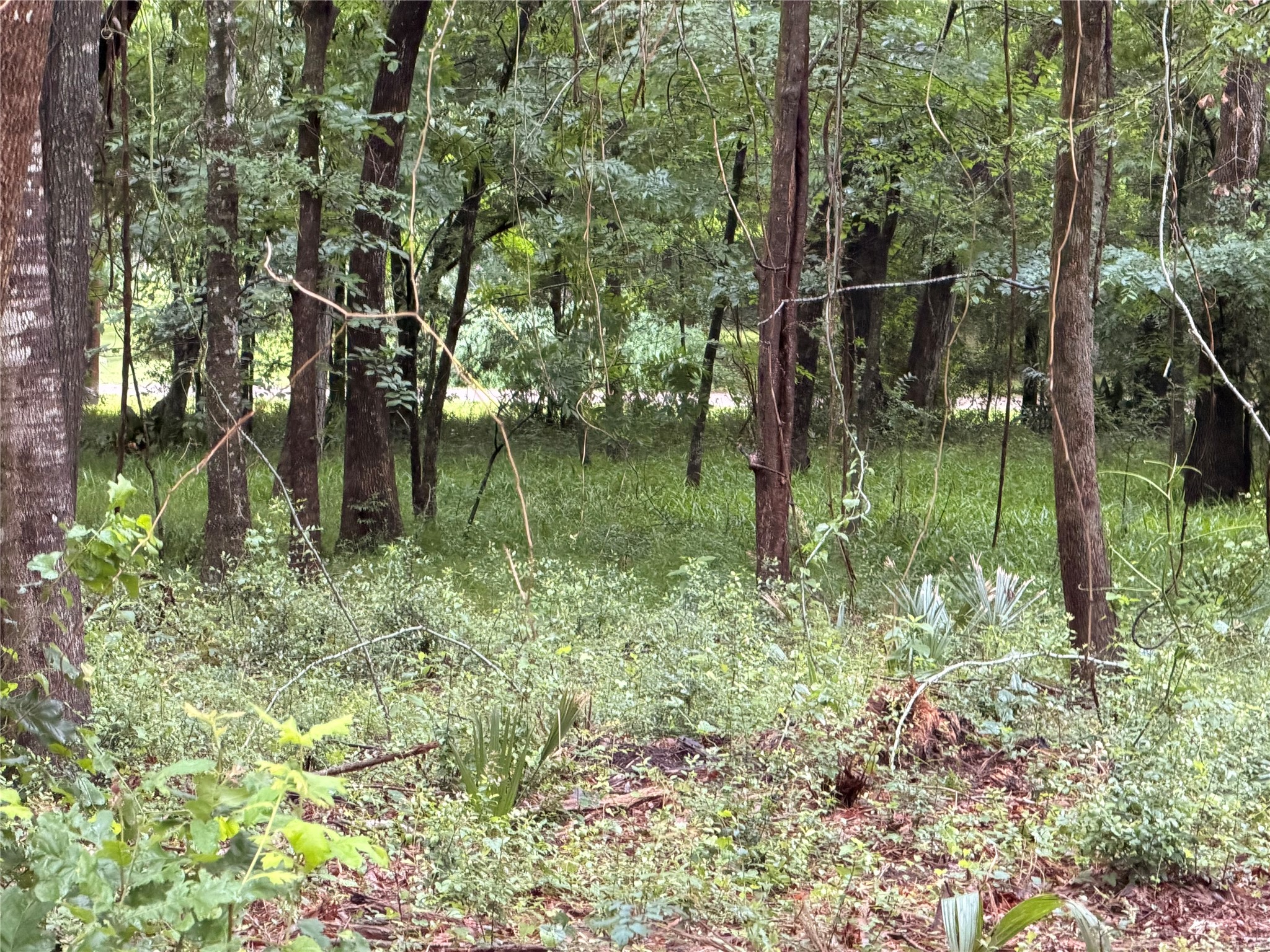 5265 Pecan Tree Lane Property Photo 11