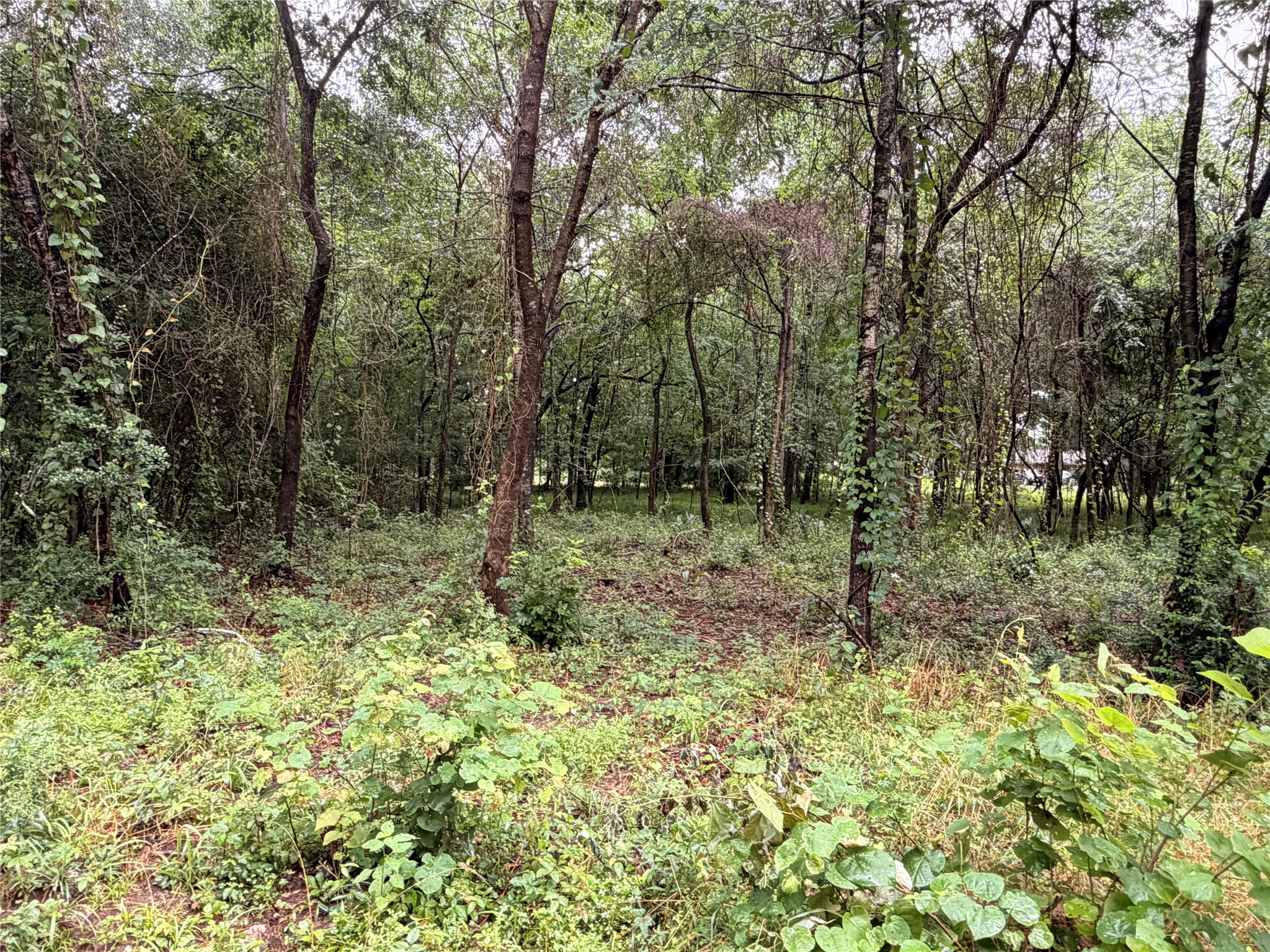 5265 Pecan Tree Lane Property Photo 12