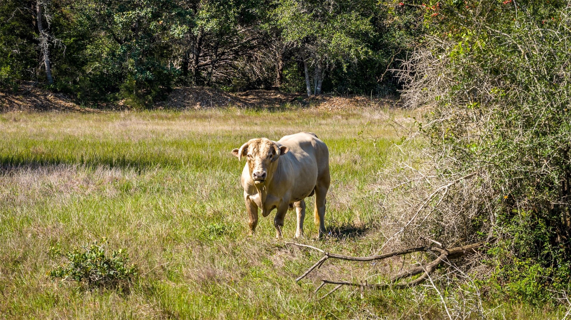 2062 N Fm 1291 Property Photo 33