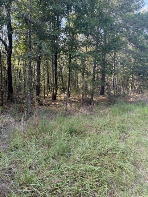 000 Wood Forest Property Photo 1