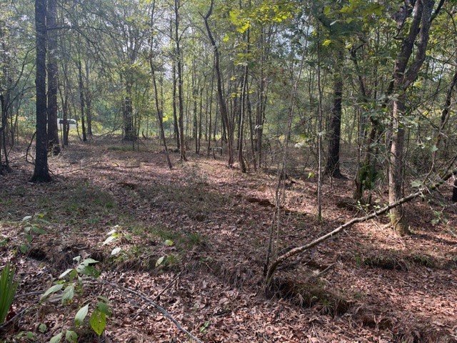 000 Wood Forest Property Photo 2