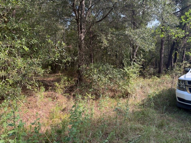 000 Wood Forest Property Photo 13
