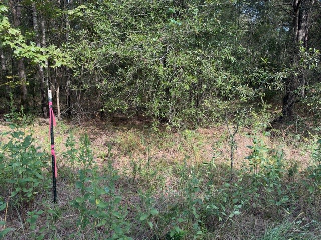 000 Wood Forest Property Photo 14