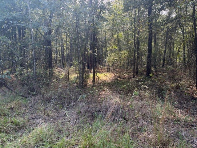 000 Wood Forest Property Photo 15