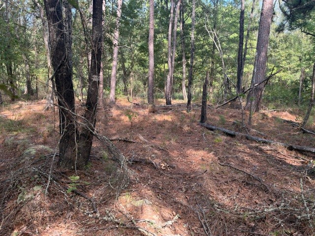 000 Wood Forest Property Photo 17