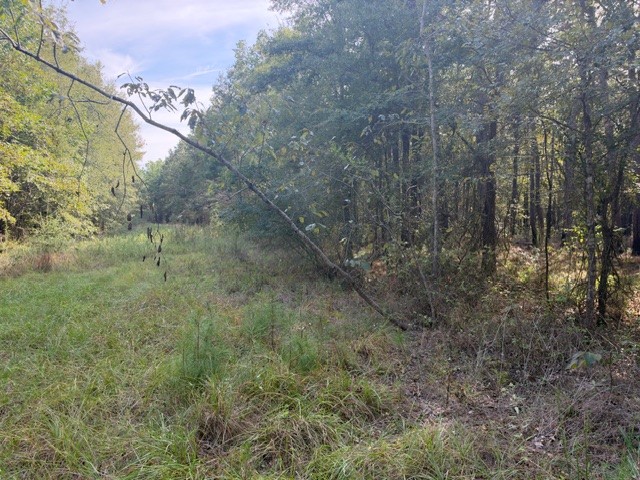 000 Wood Forest Property Photo 18