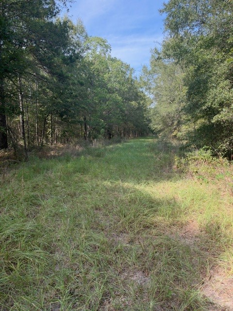 000 Wood Forest Property Photo 20