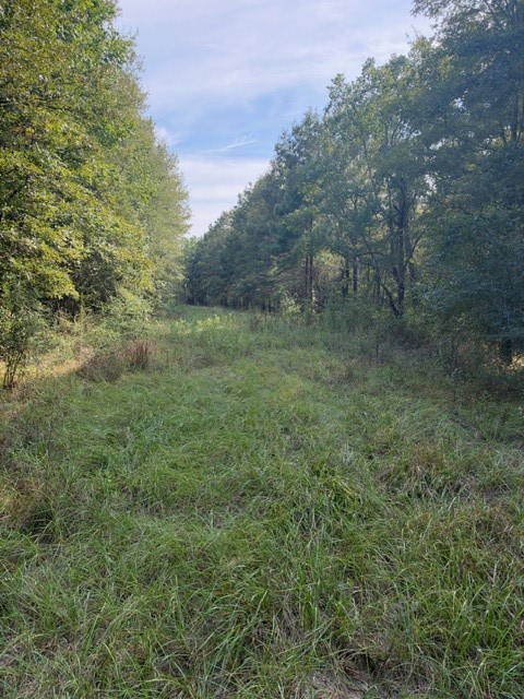 000 Wood Forest Property Photo 21