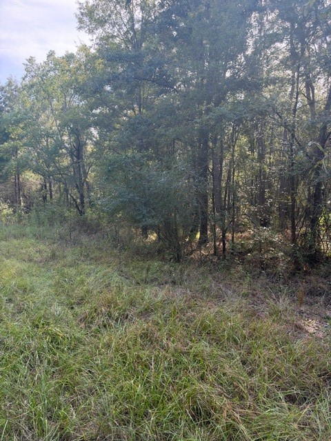 000 Wood Forest Property Photo 22