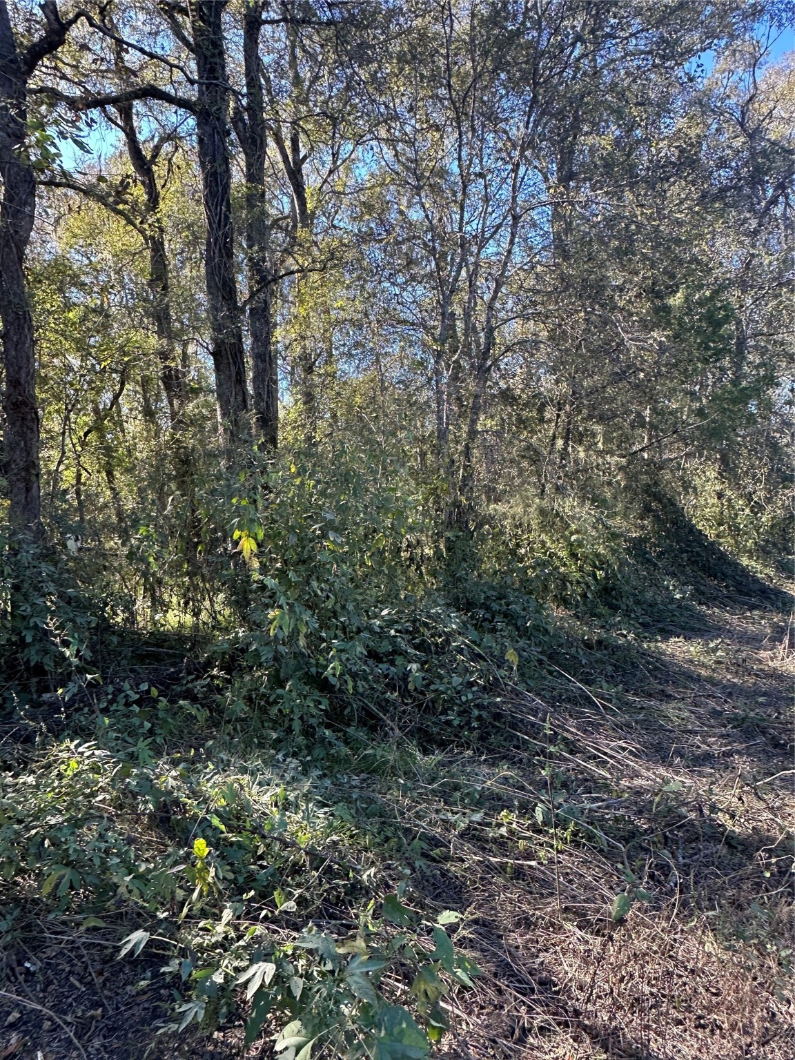 00 Oak Forest Drive Property Photo 3