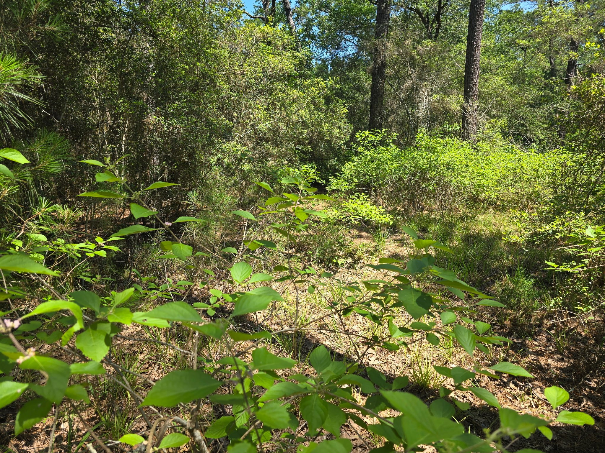 9102 Blue Lake Drive Property Photo 9