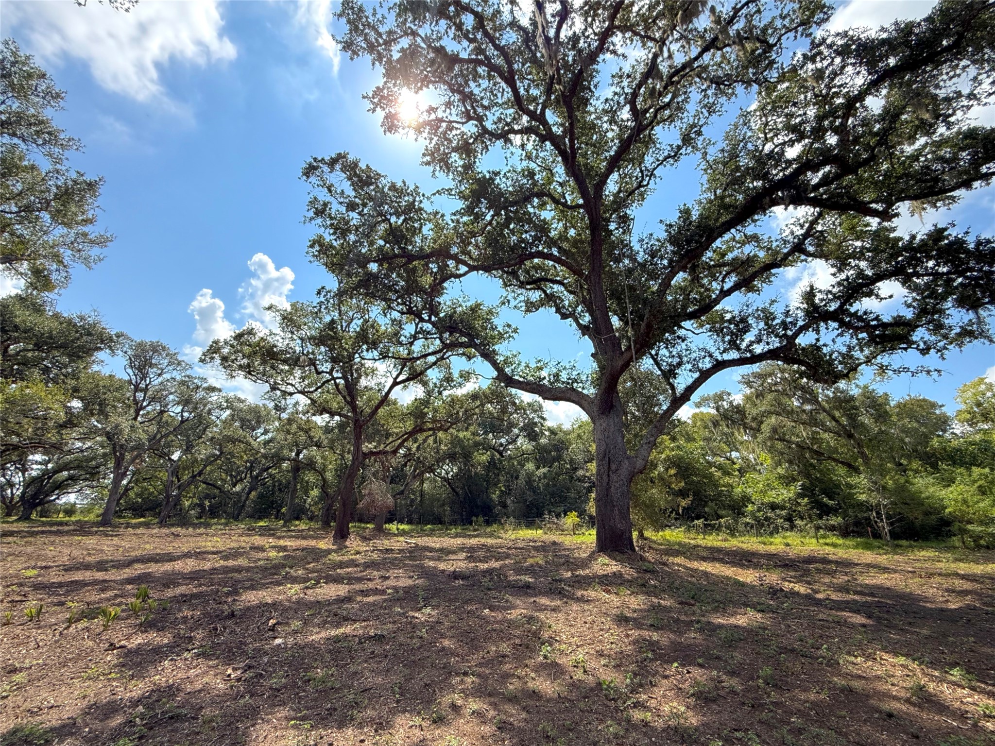 Lot 2 S F Austin Property Photo 3