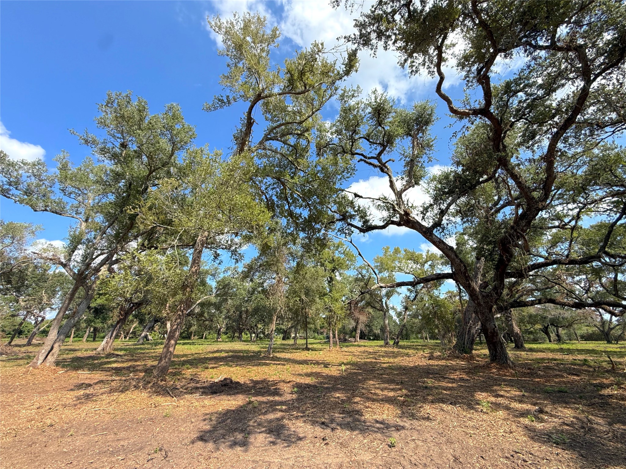 Lot 2 S F Austin Property Photo 5