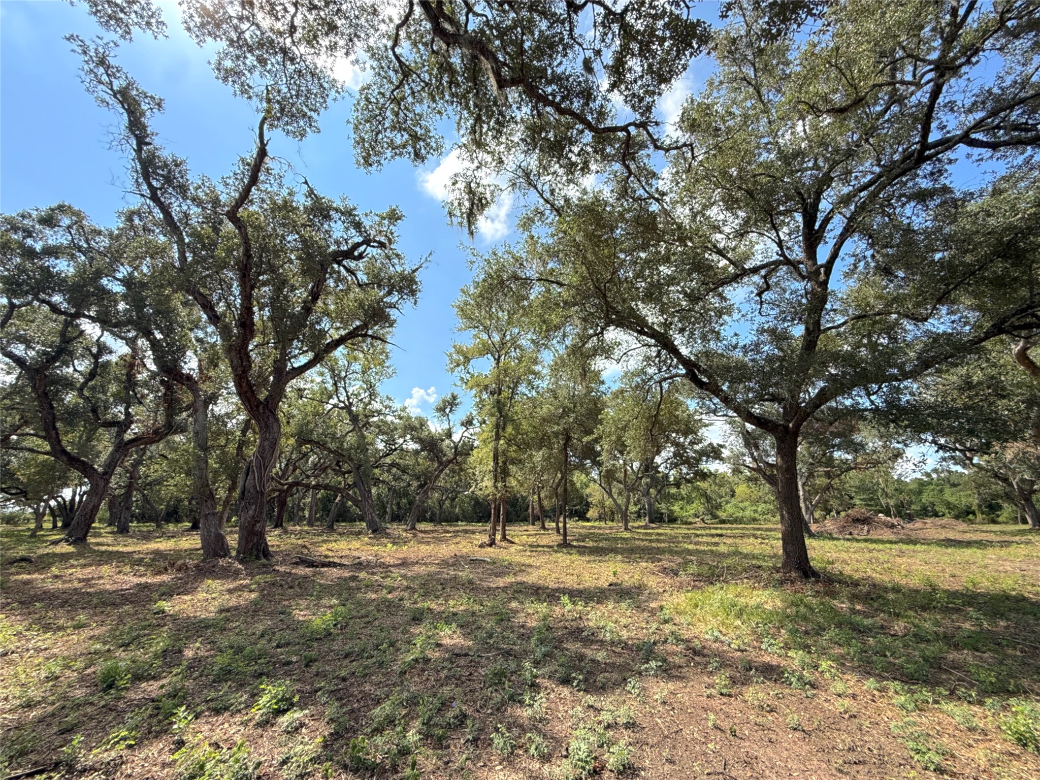 Lot 2 S F Austin Property Photo 6