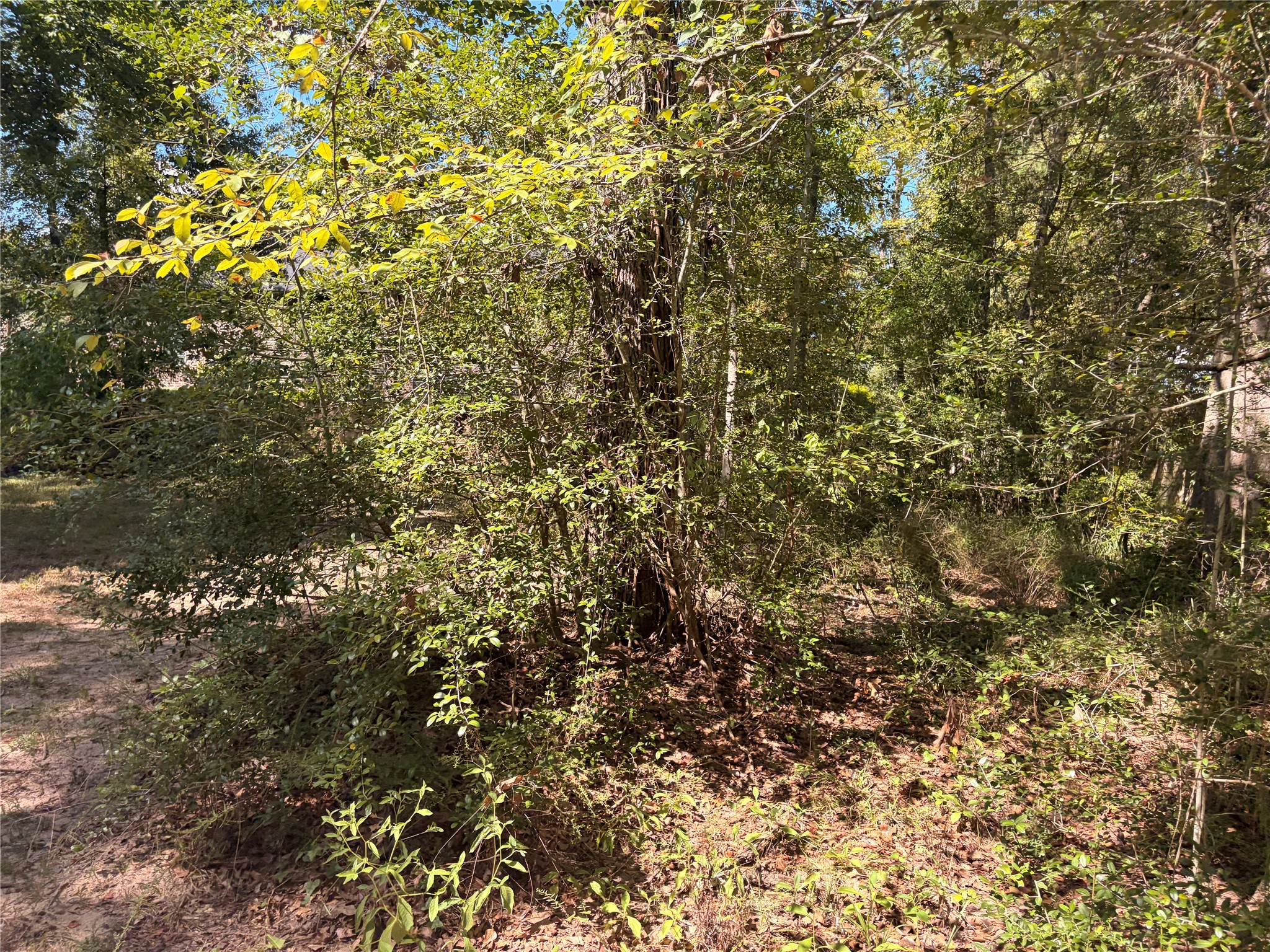 313 Pine Brook Drive Property Photo 33