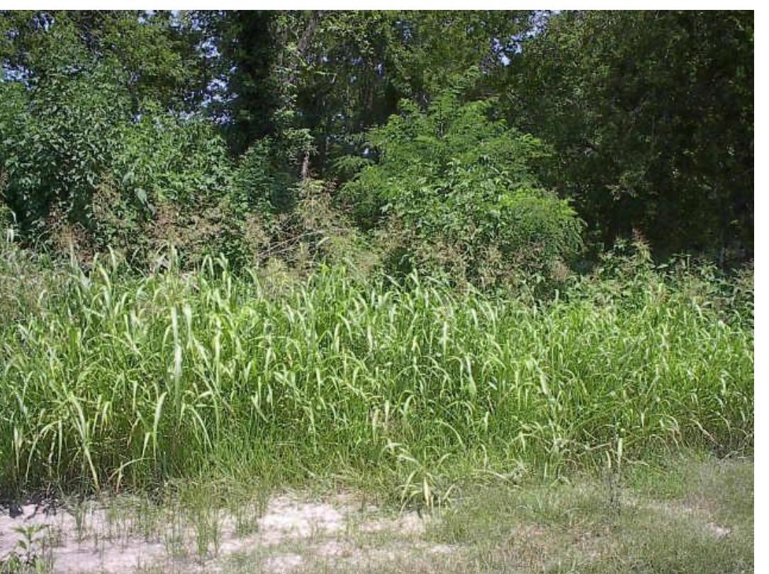0 Hardy Road Property Photo 2