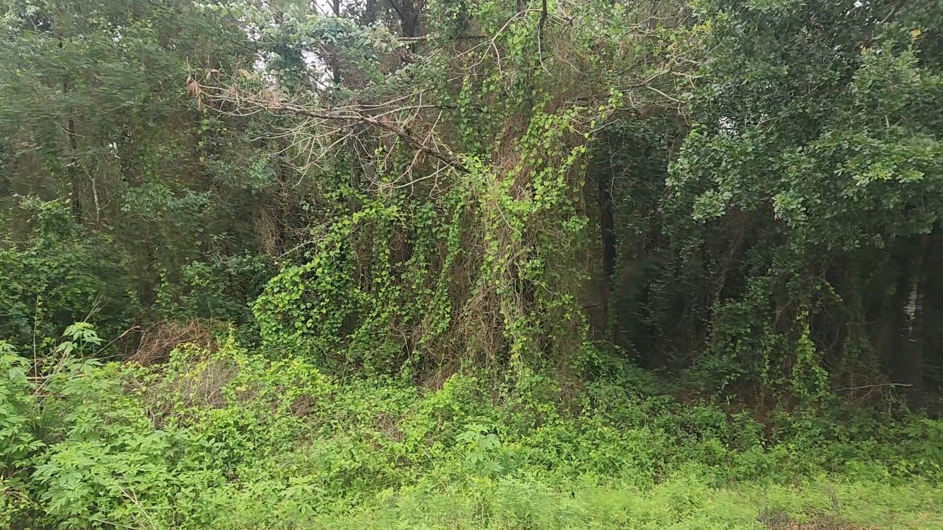Lot 61 Greenfield Road Property Photo 6