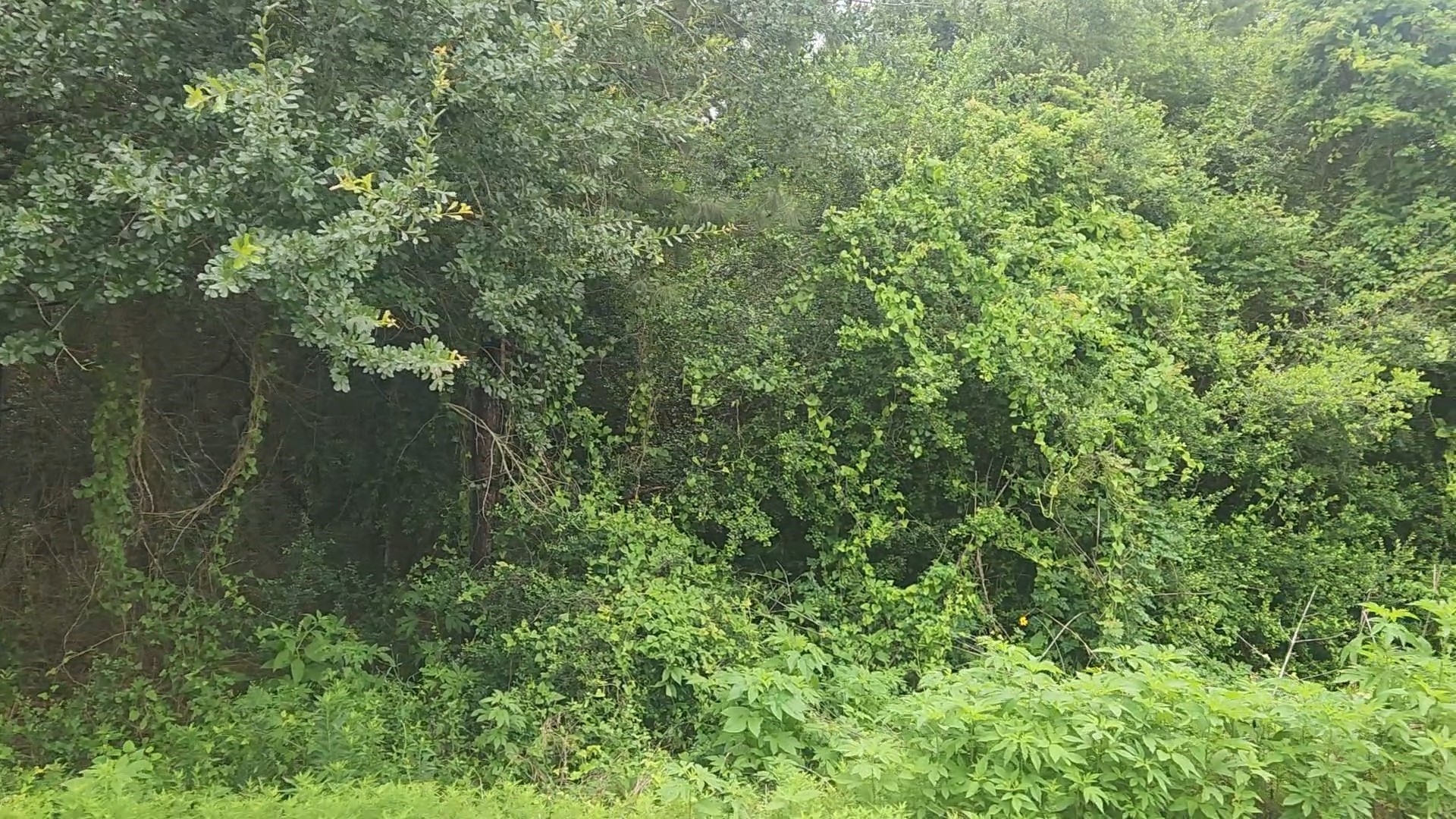 Lot 61 Greenfield Road Property Photo 11