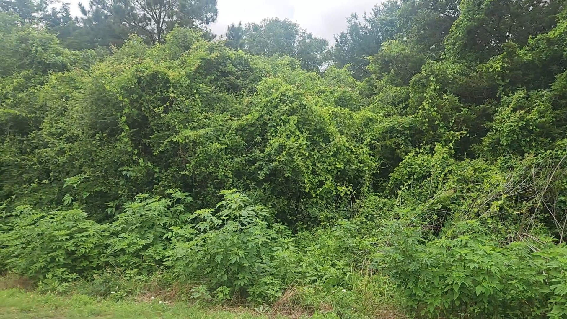 Lot 61 Greenfield Road Property Photo 13