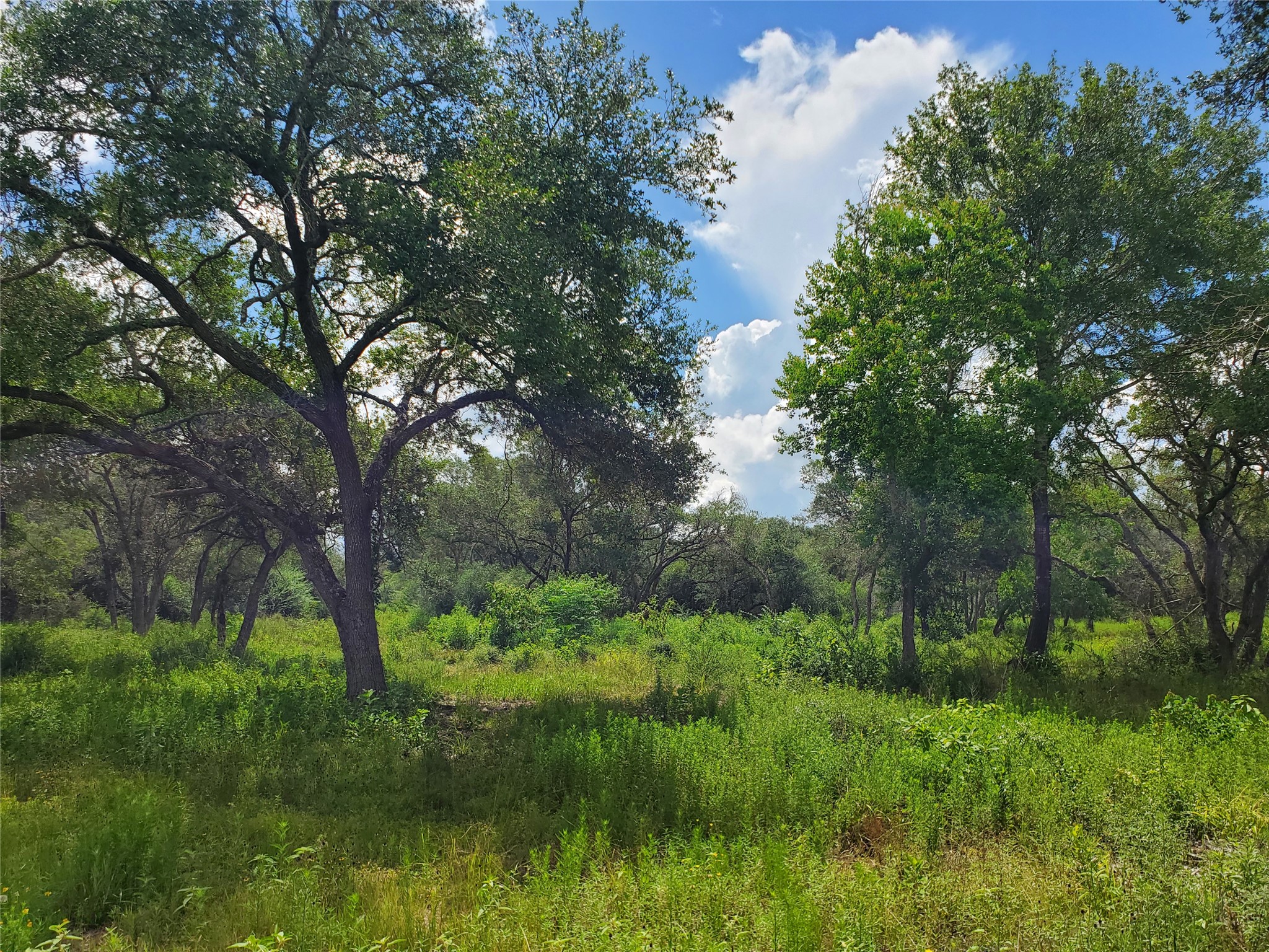 Tbd Specklebelly Lane Lot 252 Property Photo 4