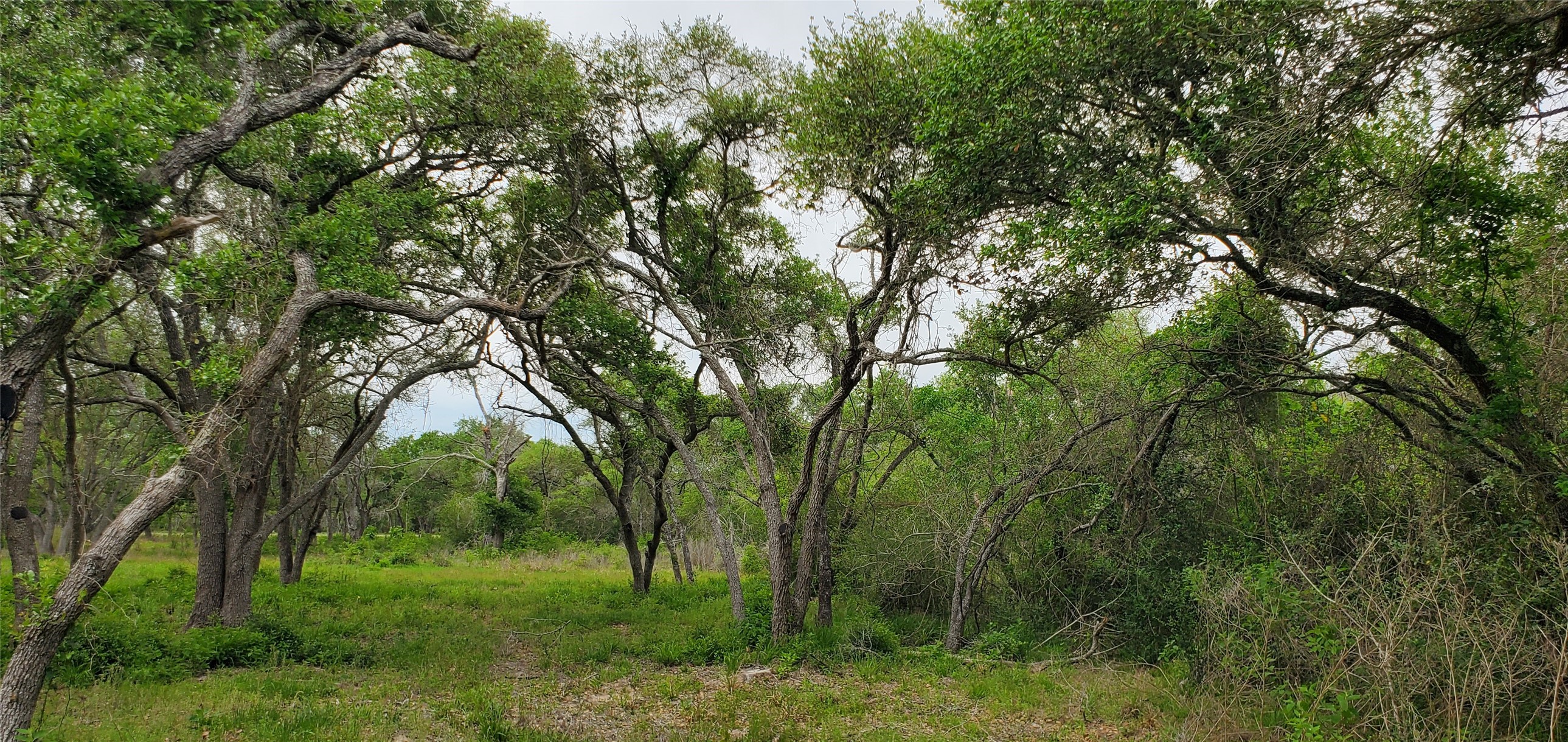 Tbd Specklebelly Lane Lot 252 Property Photo 23