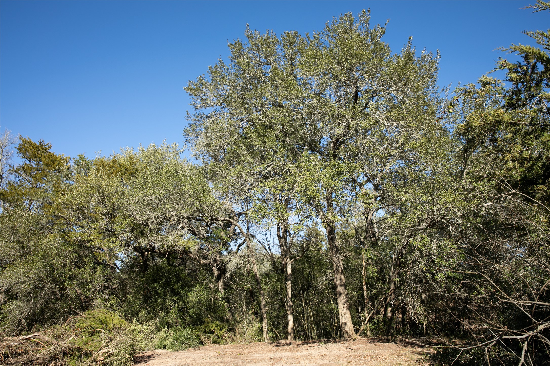 Tbd Fm 594 Property Photo 1