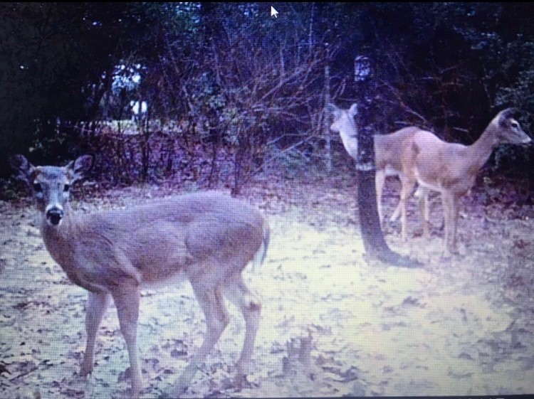 1803 Doe Run Drive Property Photo 7