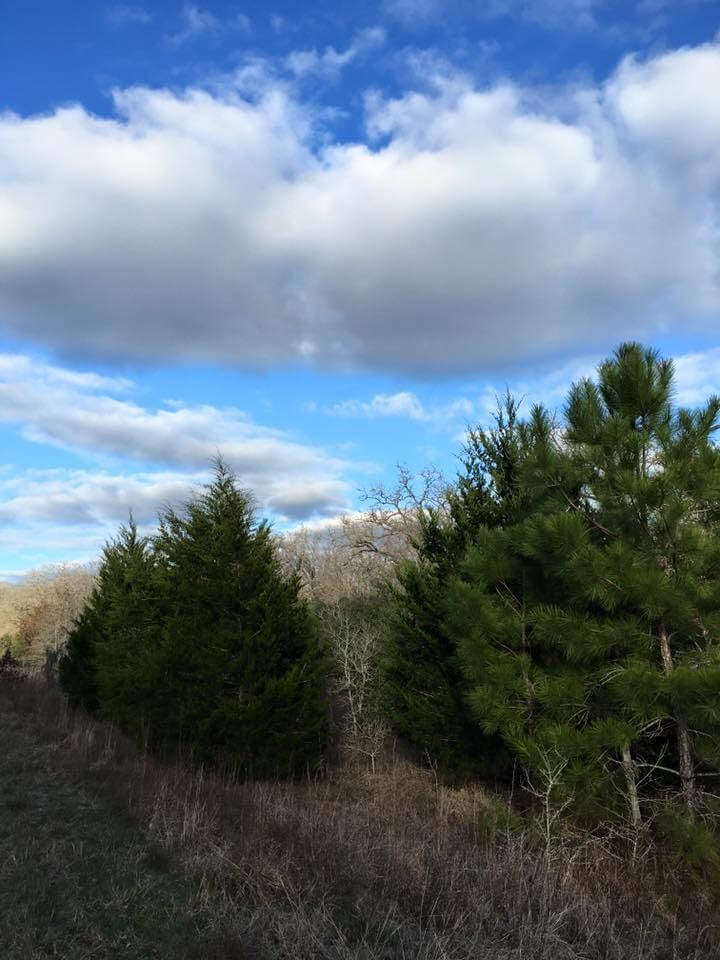 1803 Doe Run Drive Property Photo 24